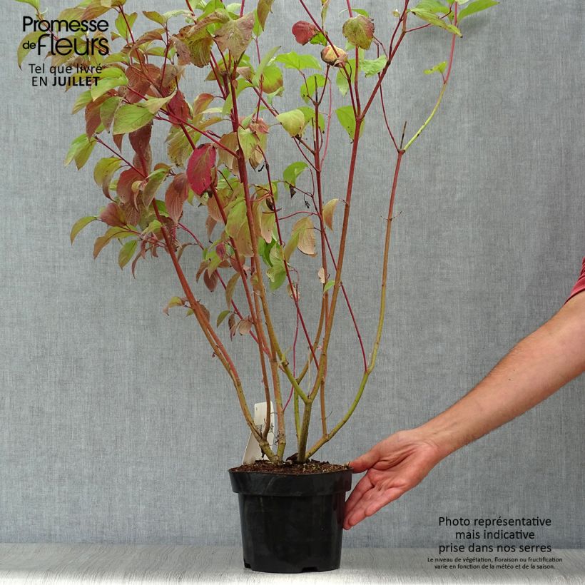 Spécimen de Cornus alba Sibirica - Cornouiller blanc de Sibérie Pot de 2L/3L tel que livré en été