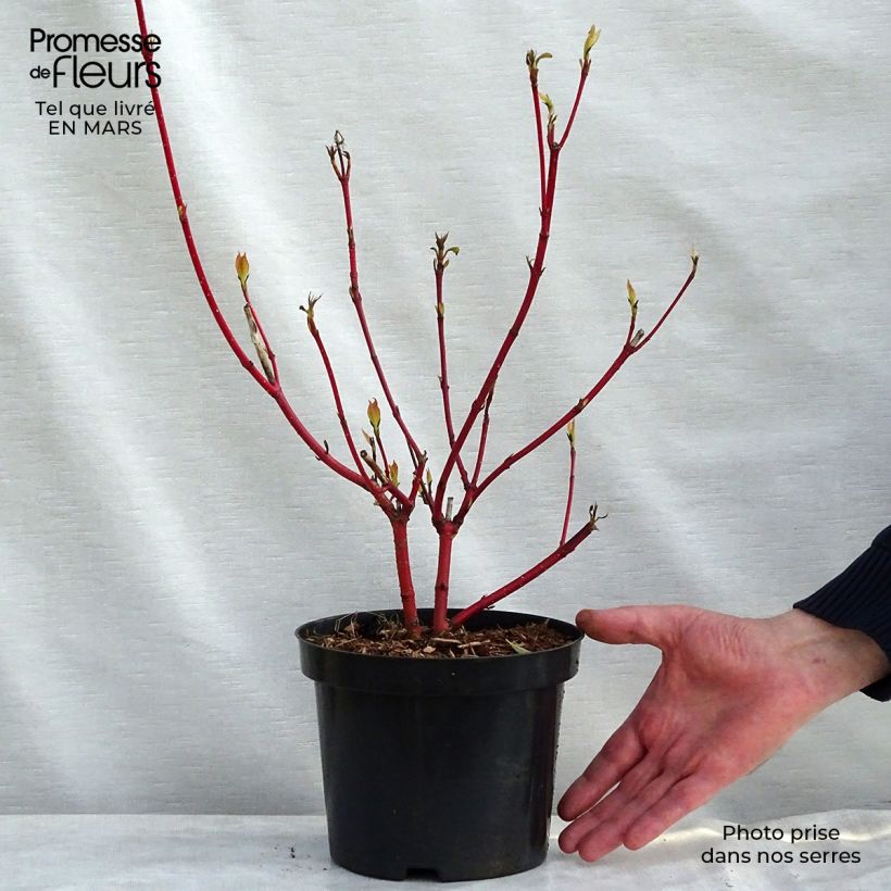 Spécimen de Cornus alba Sibirica - Cornouiller blanc de Sibérie tel que livré en printemps