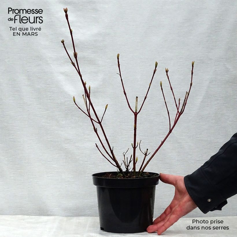 Spécimen de Cornus alba Sibirica Variegata - Cornouiller blanc Pot de 2L/3LHauteur livrée env. 40/50cm tel que livré au printemps