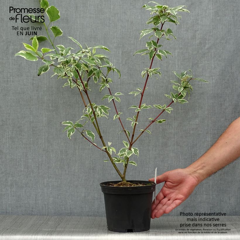 Spécimen de Cornus alba Sibirica Variegata - Cornouiller blanc Pot de 2L/3L tel que livré en été