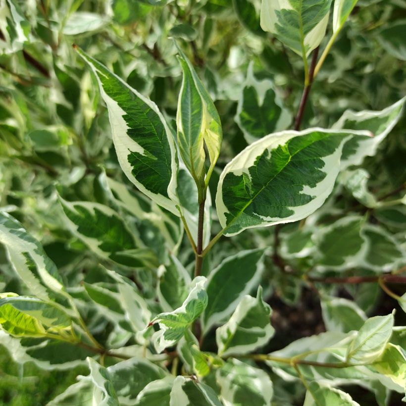 Cornus alba Sibirica Variegata - Cornouiller blanc (Feuillage)