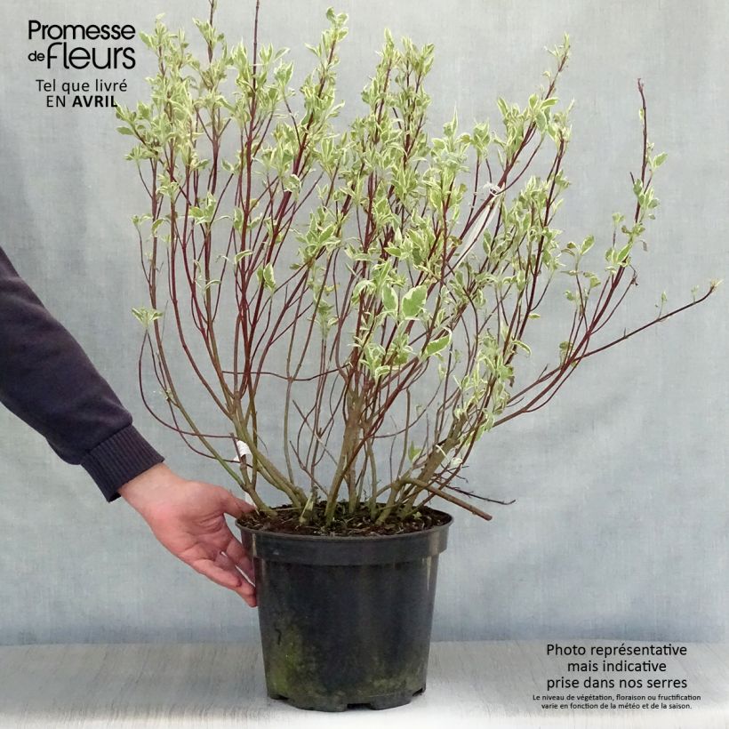 Spécimen de Cornus alba Sibirica Variegata - Cornouiller blanc livré en pot de 7,5L/10L tel que livré au printemps