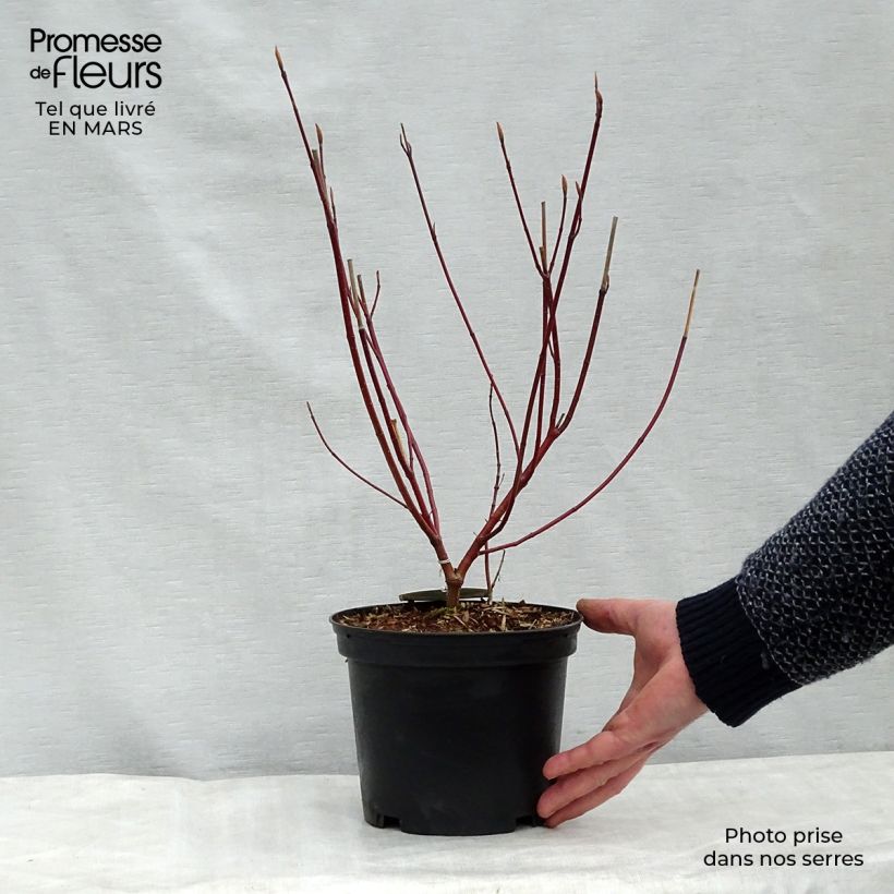 Spécimen de Cornus alba Spaethii - Cornouiller blanc à feuillage panaché tel que livré en hiver