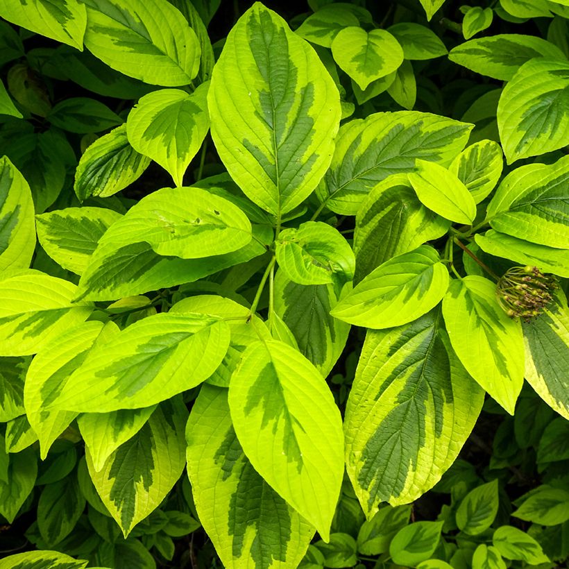 Cornus alba Spaethii - Cornouiller blanc à feuillage panaché (Feuillage)