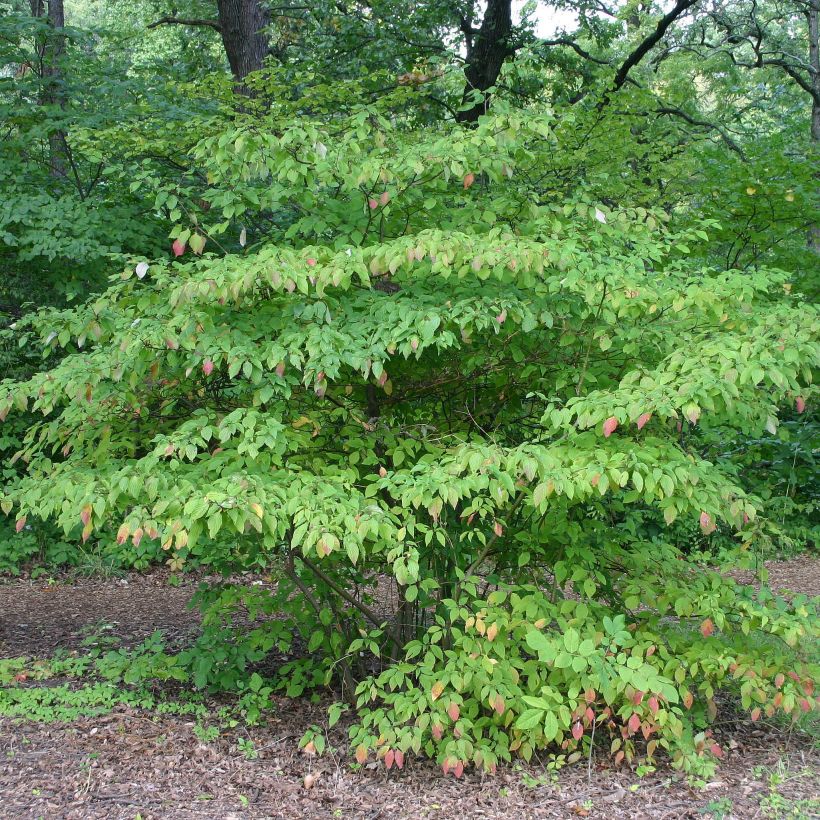 Cornus alternifolia - Cornouiller à feuilles alternes (Port)