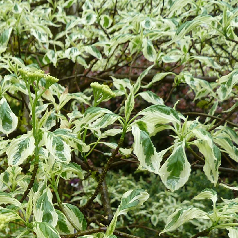 Cornus alternifolia Argentea - Cornouiller panaché à feuilles alternes (Feuillage)