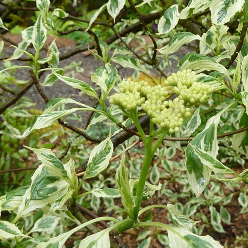 Cornus alternifolia Argentea - Cornouiller panaché à feuilles alternes (Floraison)
