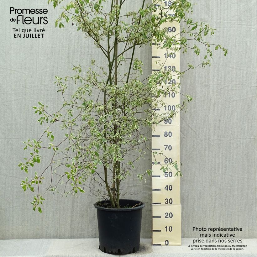 Example of Cornus alternifolia Argentea - Cornouiller panaché à feuilles alternes as you get in ete