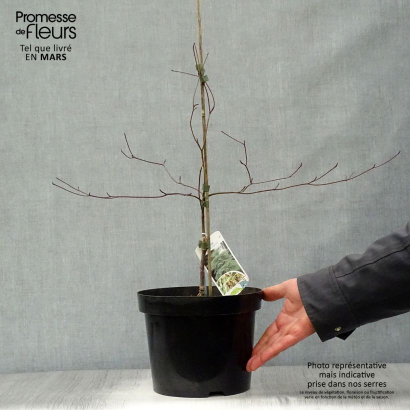 Spécimen de Cornus alternifolia Argentea - Cornouiller panaché à feuilles alternes Pot de 3L/4L tel que livré au printemps
