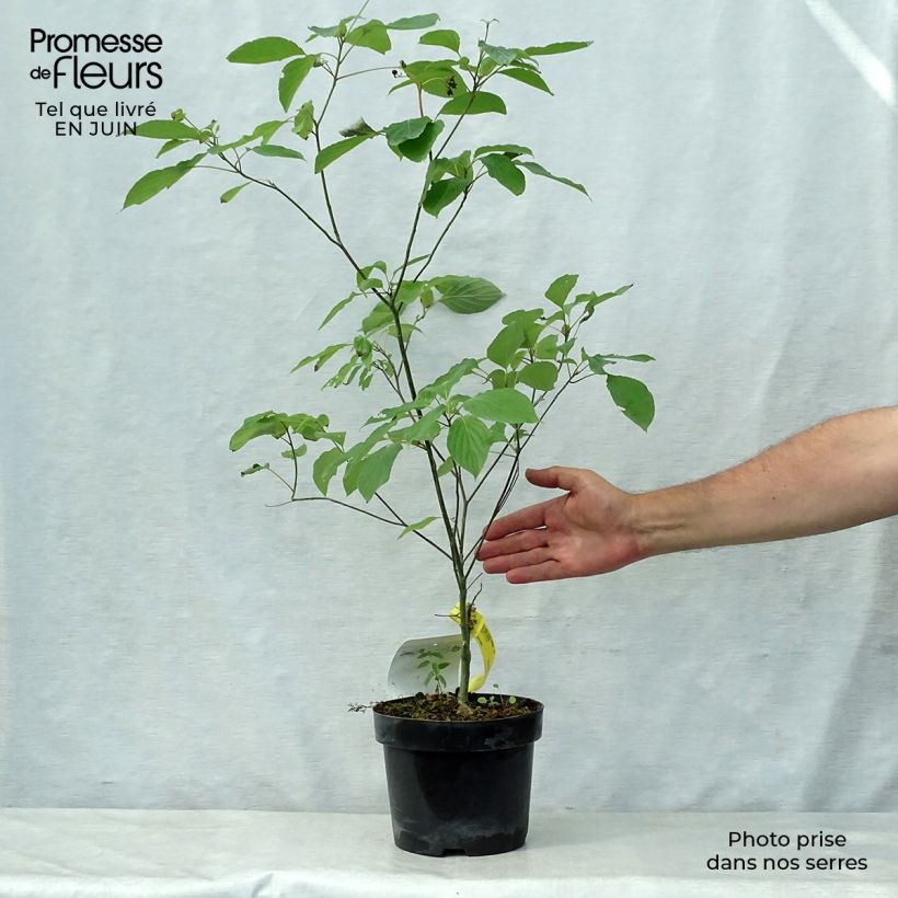 Spécimen de Cornus alternifolia - Cornouiller à feuilles alternes Pot de 3L/4L tel que livré en été