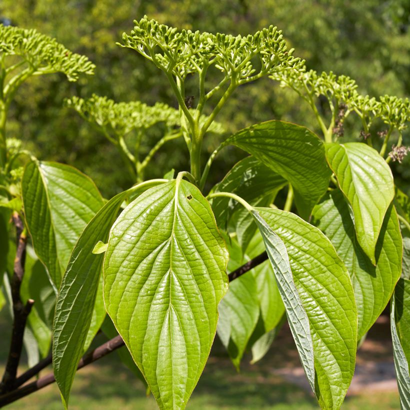 Cornus alternifolia - Cornouiller à feuilles alternes (Feuillage)