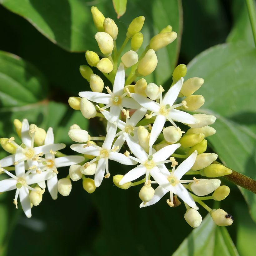 Cornus alternifolia - Cornouiller à feuilles alternes (Floraison)