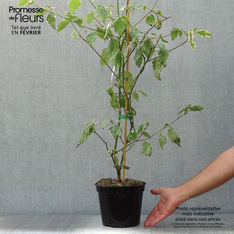 Spécimen de Cornus alternifolia Pinky Spots (Tricolor) - Cornouiller à feuilles alternes Pot de 4L/5L tel que livré en automne