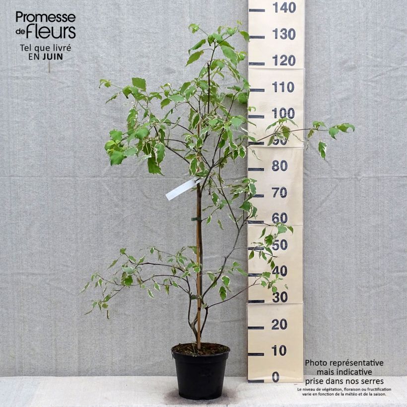 Spécimen de Cornus alternifolia Pinky Spots (Tricolor) - Cornouiller à feuilles alternes Pot de 4L/5L tel que livré en été