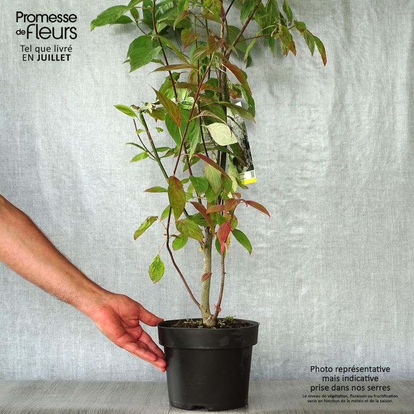 Spécimen de Cornus controversa - Cornouiller des Pagodes Pot de 4L/5L tel que livré en été