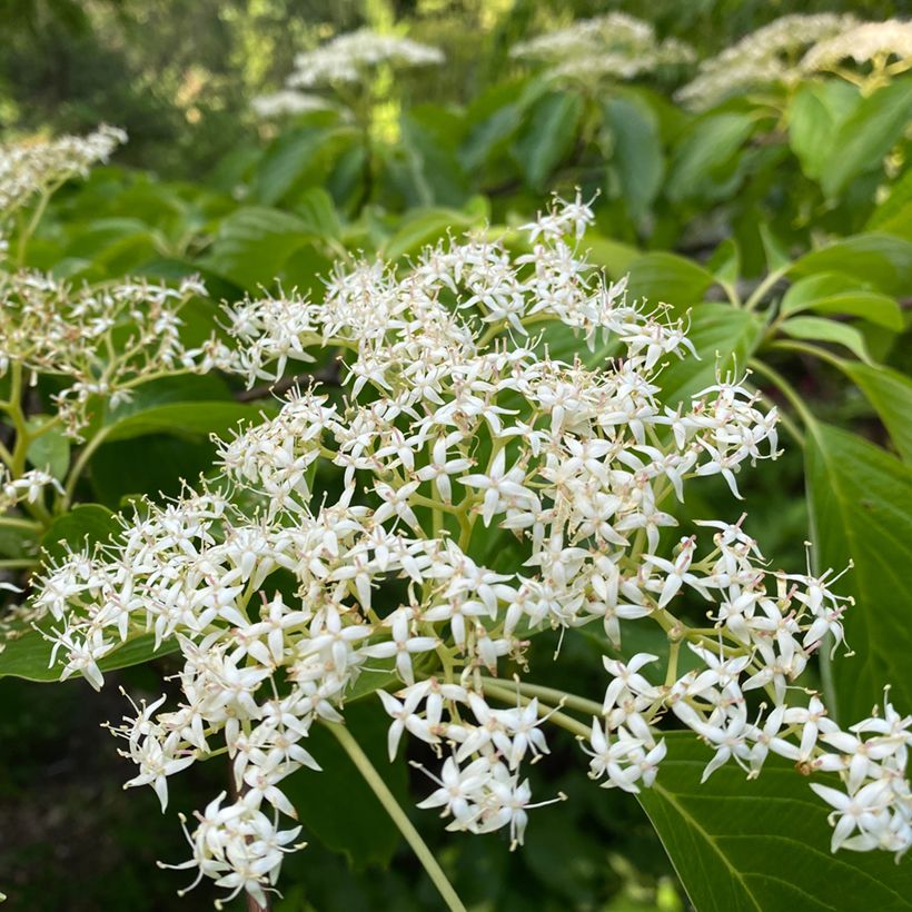 Cornus controversa - Cornouiller des Pagodes (Floraison)