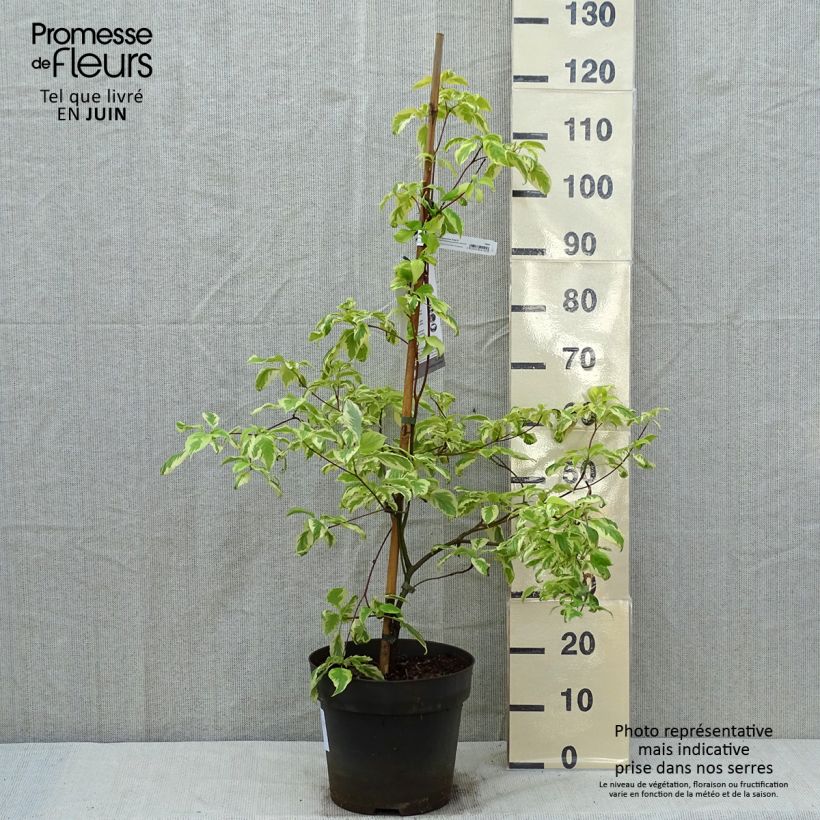 Spécimen de Cornus controversa Gosia - Cornouiller des Pagodes tel que livré en printemps