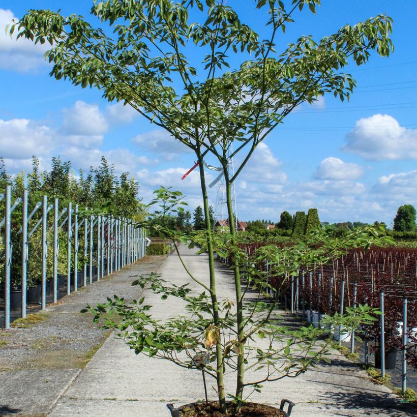 Spécimen de Cornus controversa - Cornouiller des Pagodes - Pot de 90L  tel que livré au printemps