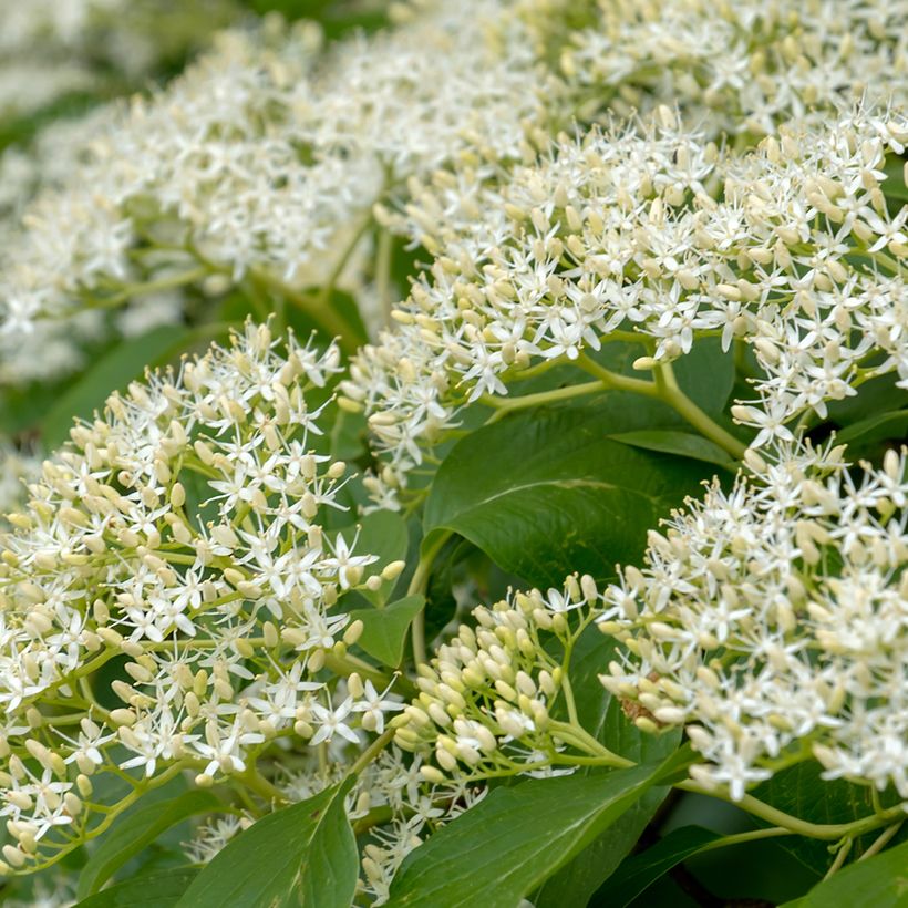 Cornus controversa Pagoda - Cornouiller des Pagodes (Floraison)