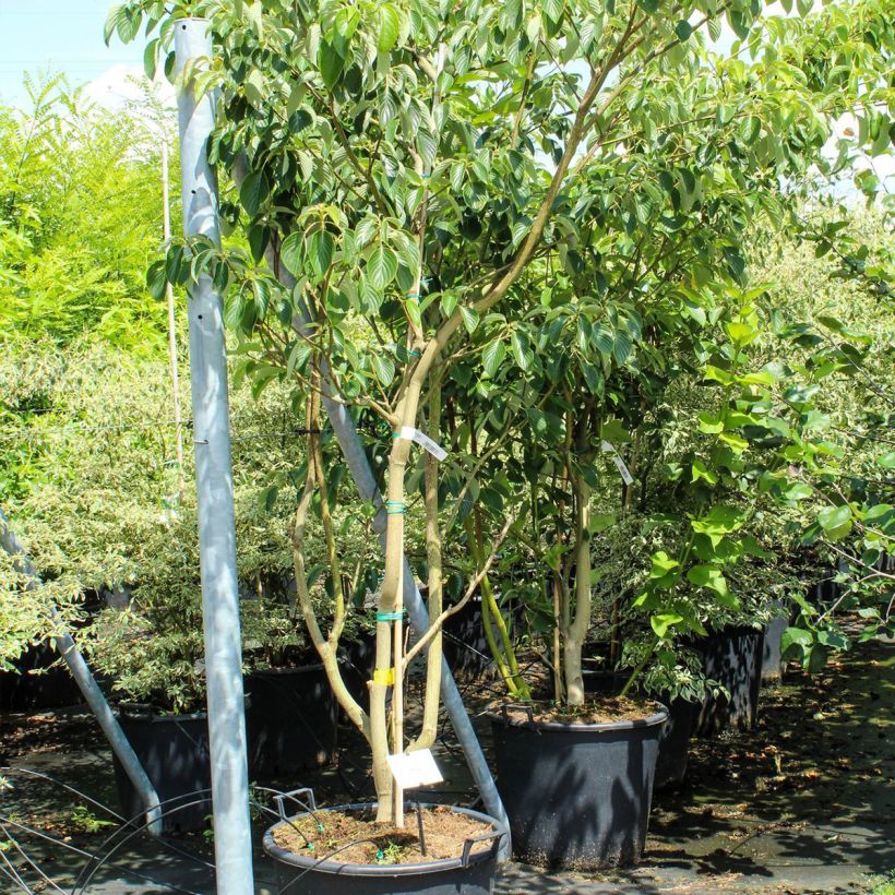 Spécimen de Cornus controversa Pagoda - Cornouiller des Pagodes Pot de 70L/75L tel que livré au printemps