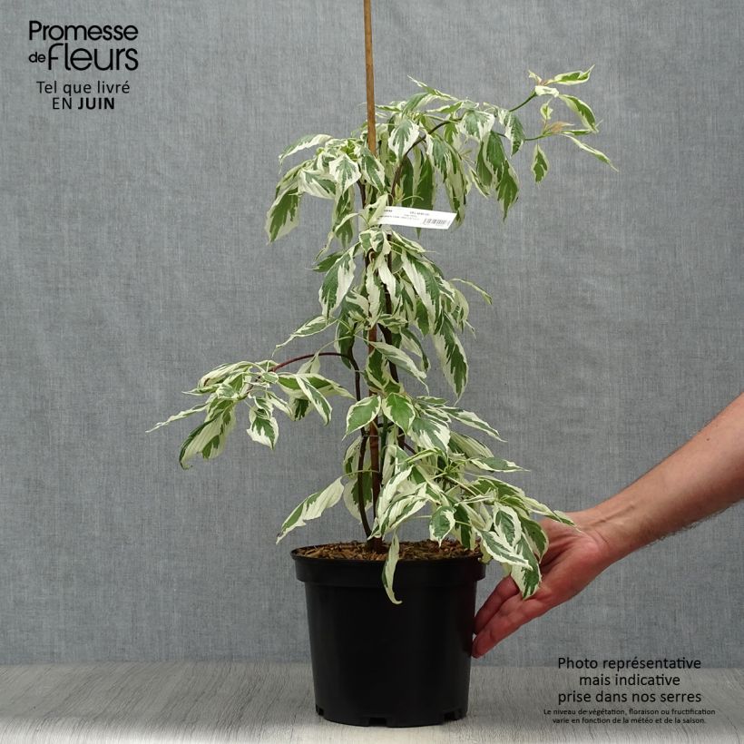 Spécimen de Cornus controversa Variegata - Cornouiller des Pagodes panaché Pot de 3L/4L tel que livré en été