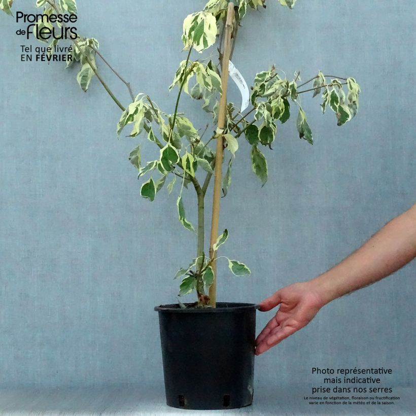 Spécimen de Cornus controversa Variegata - Cornouiller des Pagodes panaché Pot de 7,5L/10L tel que livré en automne