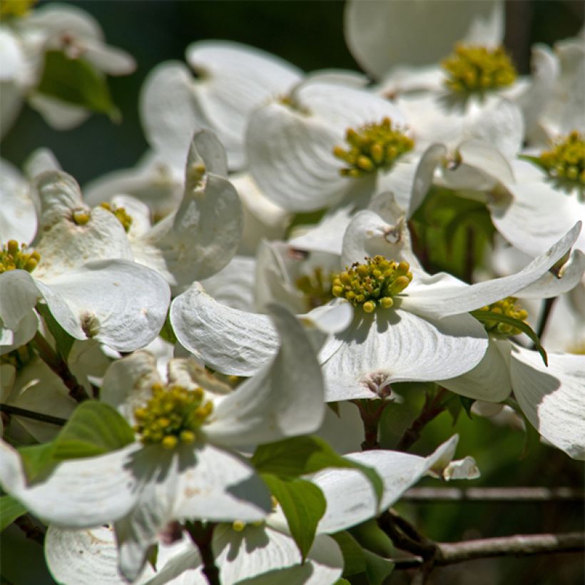 Cornus florida - Cornouiller à fleurs d'Amérique (Floraison)