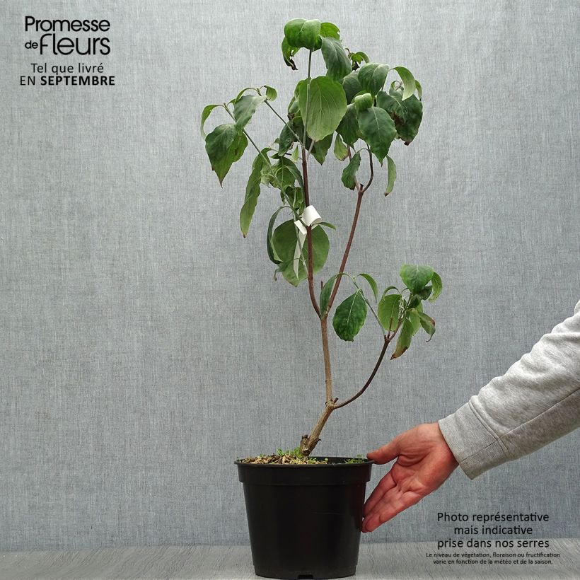 Spécimen de Cornus florida Cherokee Chief - Cornouiller d'Amerique Pot de 4L/5L tel que livré en automne