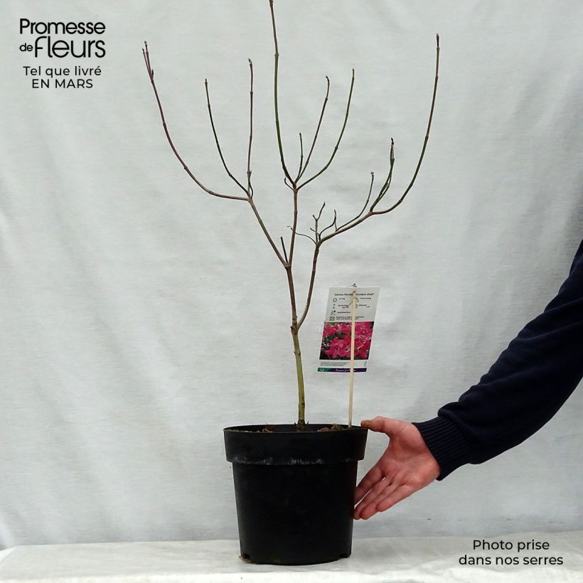 Spécimen de Cornus florida Cherokee Chief - Cornouiller d'Amerique Pot de 12L/15L tel que livré au printemps
