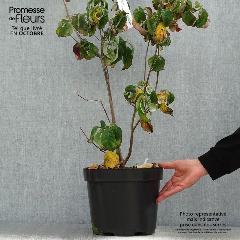 Spécimen de Cornus florida Cherokee Chief - Cornouiller d'Amerique Pot de 12L/15L tel que livré en automne