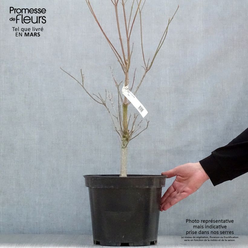 Spécimen de Cornus florida Cloud Nine - Cornouiller à fleurs d'Amérique. tel que livré en printemps