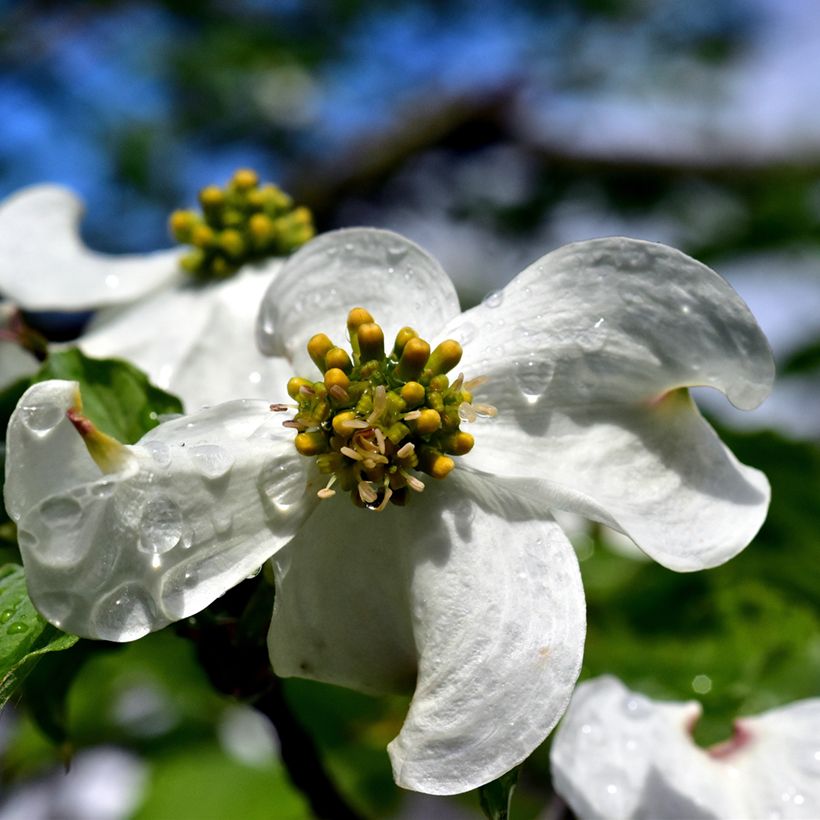 Cornus florida - Cornouiller à fleurs d'Amérique (Floraison)