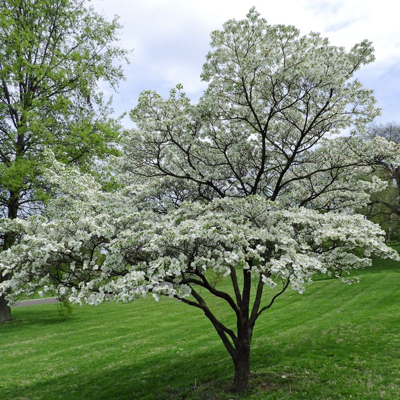 Cornus florida - Cornouiller à fleurs d'Amérique (Port)