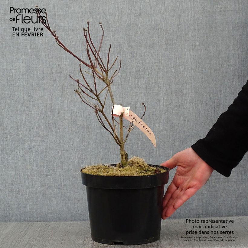 Spécimen de Cornus florida Firebird - Cornouiller à fleurs d'Amérique Pot tel que livré en hiver