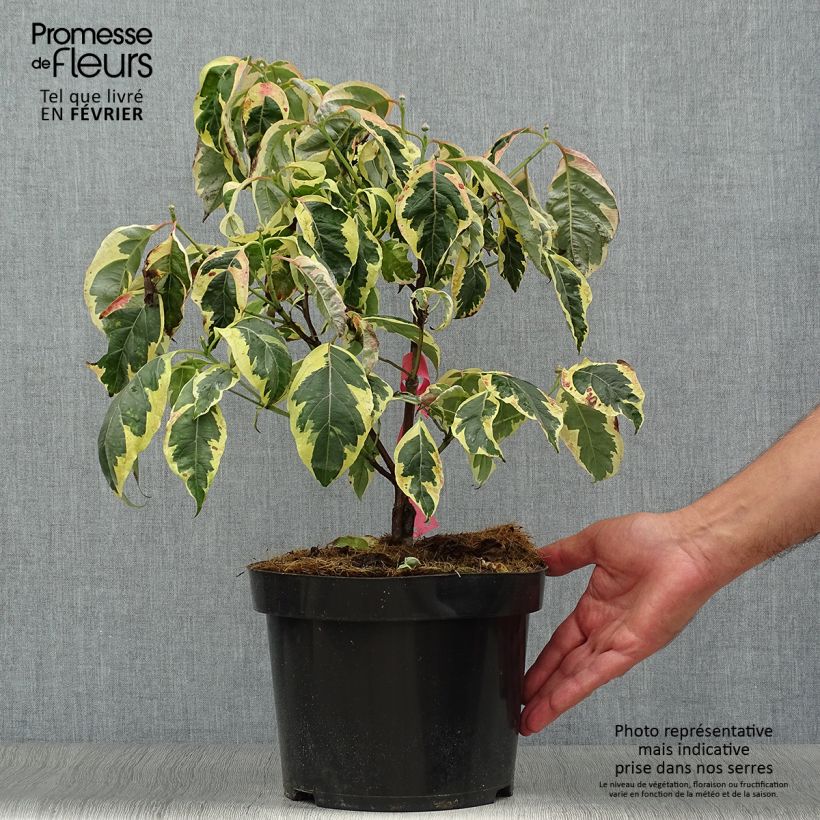 Spécimen de Cornus florida Firebird - Cornouiller à fleurs d'Amérique Pot de 4L/5L tel que livré en automne