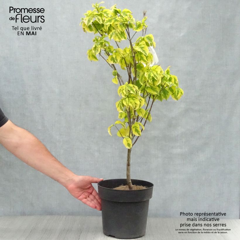 Spécimen de Cornus florida Rainbow - Cornouiller de Floride panaché en pot de 6/7L tel que livré au printemps
