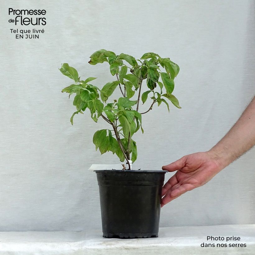 Spécimen de Cornus florida Rubra - Cornouiller à fleurs d'Amérique Pot de 4L/5L tel que livré en été