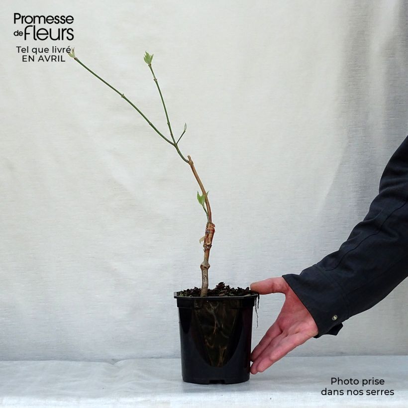 Spécimen de Cornus florida Urbiniana - Cornouiller de Floride Pot de 2L/3L tel que livré au printemps