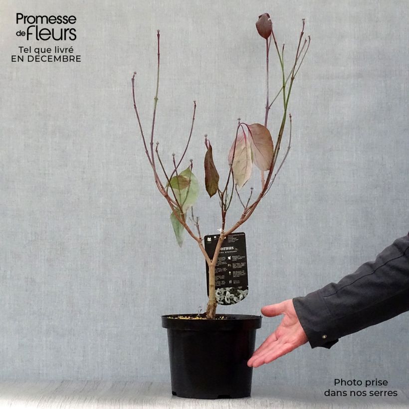 Spécimen de Cornus florida Urbiniana - Cornouiller de Floride Pot de 2L/3L tel que livré en hiver