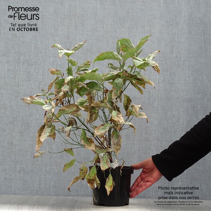 Spécimen de Cornus florida - Cornouiller à fleurs d'Amérique Pot de 2L/3L tel que livré en automne