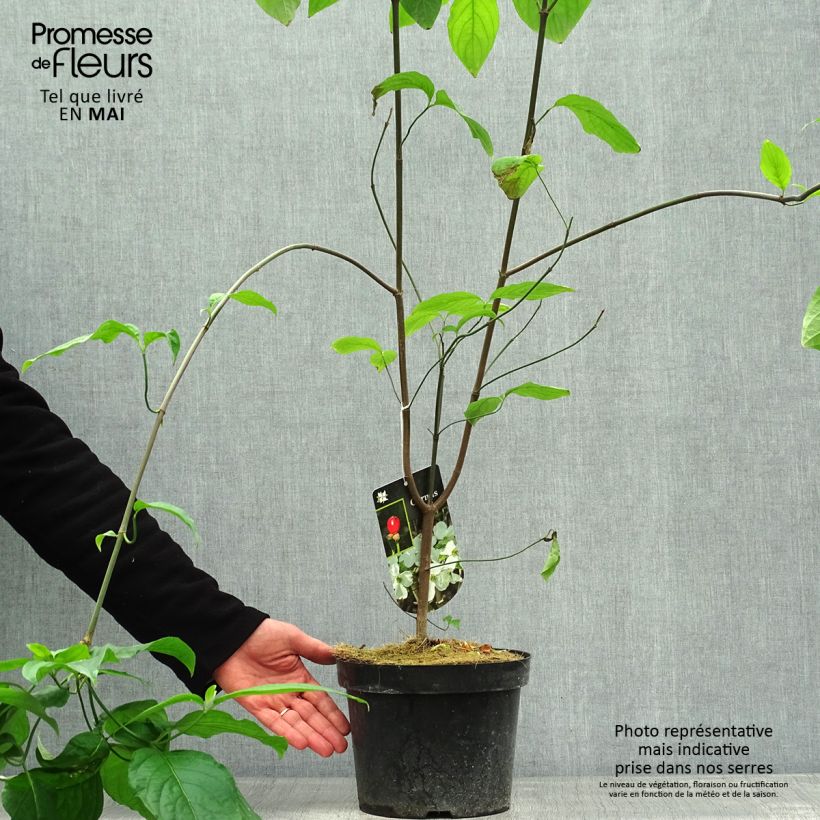 Spécimen de Cornus florida - Cornouiller à fleurs d'Amérique Pot de 2L/3LHauteur livrée env. 50/60cm tel que livré au printemps