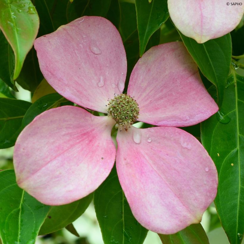 Cornus hongkongensis Parc de Haute Bretagne - Cornouiller de Hong Kong à fleurs roses (Floraison)