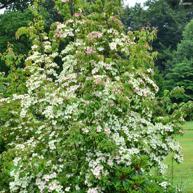 Cornus hongkongensis Parc de Haute Bretagne - Cornouiller de Hong Kong à fleurs roses (Port)