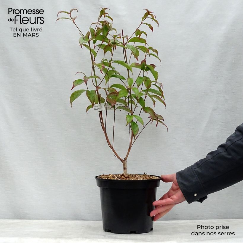 Spécimen de Cornus hongkongensis en pot de 2L/3L tel que livré au printemps