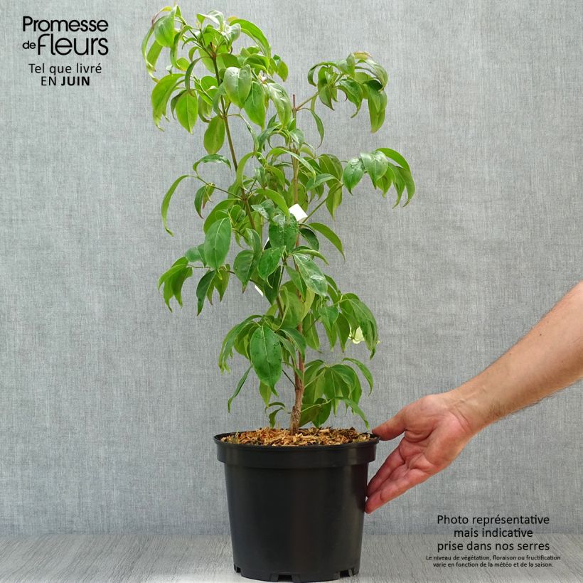 Spécimen de Cornus hongkongensis Pot de 2L/3L tel que livré en été