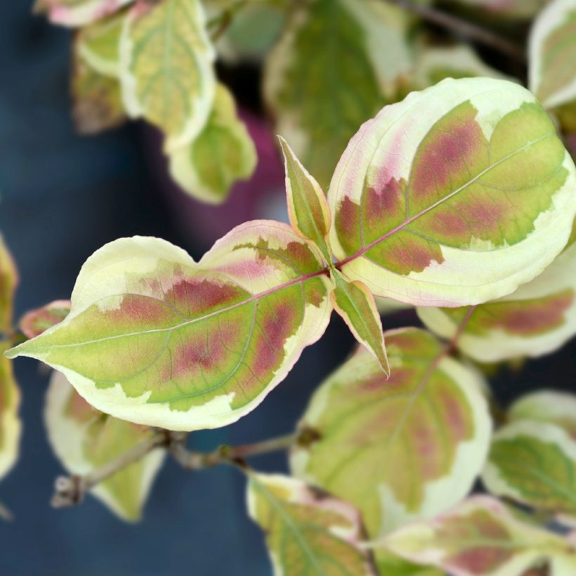 Cornus kousa Akatsuki - Cornouiller du Japon (Feuillage)