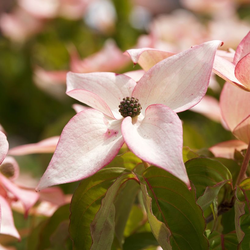 Cornus kousa Beni-fuji - Cornouiller du Japon (Floraison)