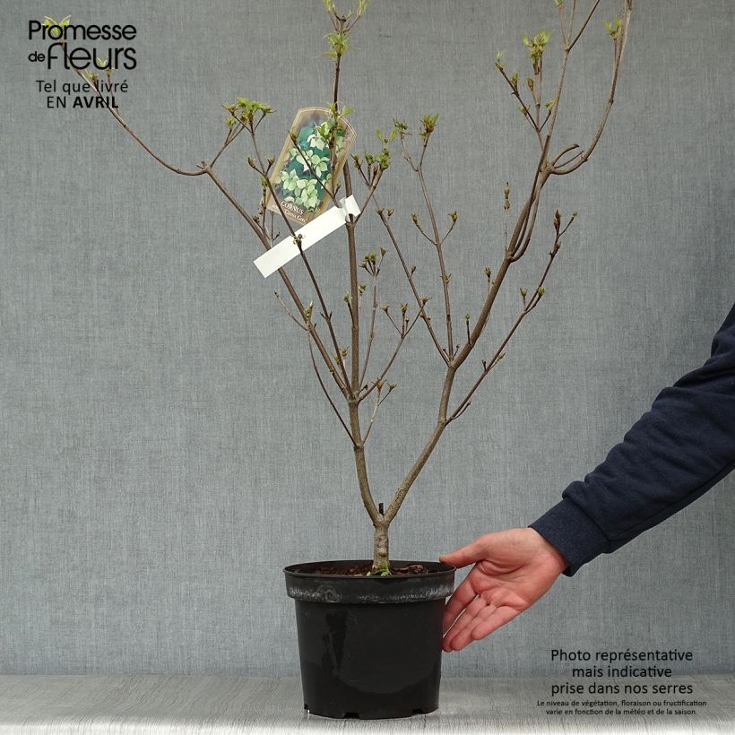 Spécimen de Cornus kousa China Girl - Cornouiller du Japon blanc Pot de 4L/5L tel que livré au printemps