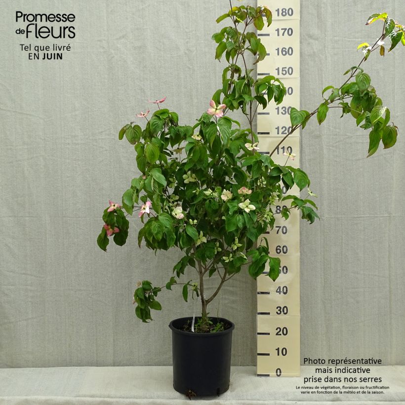 Spécimen de Cornus kousa Heart Throb - Cornouiller du Japon Pot de 18L/20L tel que livré au printemps