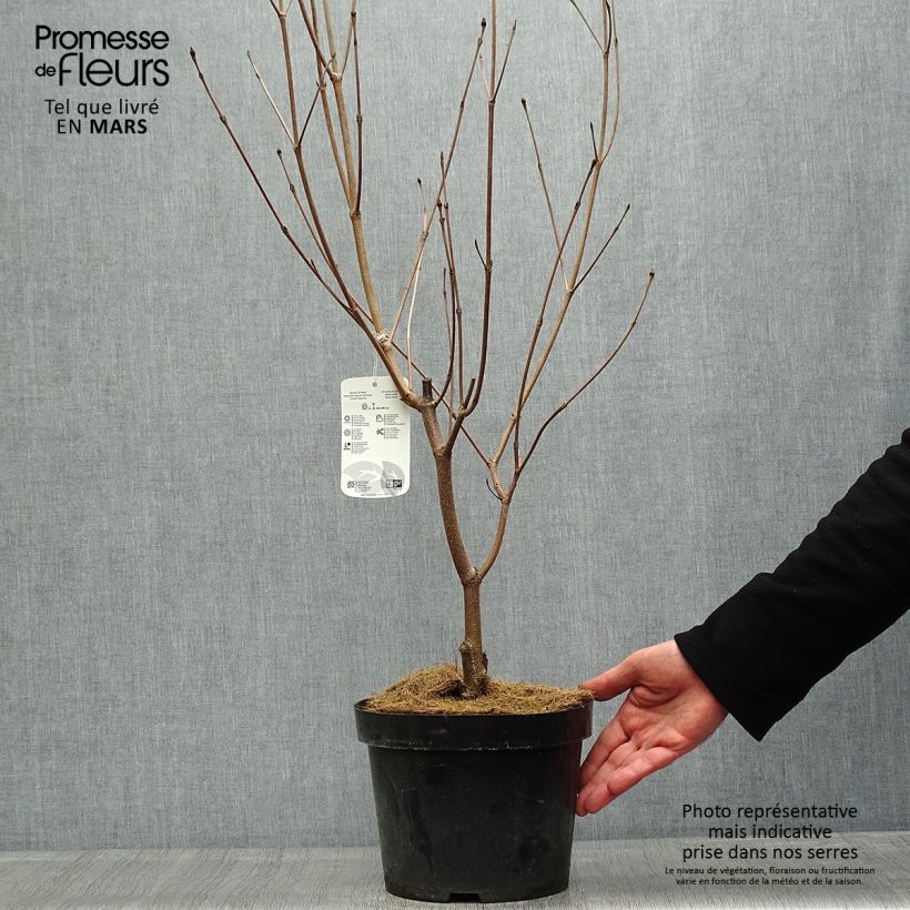 Spécimen de Cornus Kousa Milky Way- Cornouiller du Japon blanc Pot de 4L/5LHauteur livrée env. 100cm tel que livré au printemps